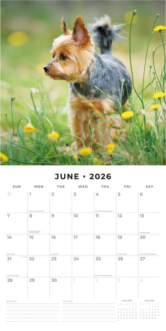 Red Robin Yorkshire Terrier Kalender 2026
