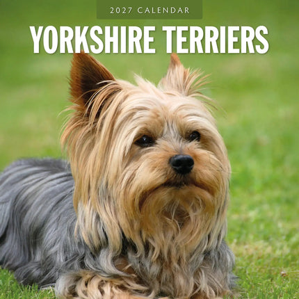 Red Robin Yorkshire Terrier Kalender 2027