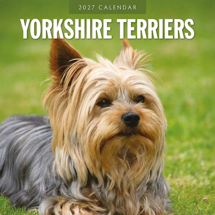 Red Robin Yorkshire Terrier Kalender 2027