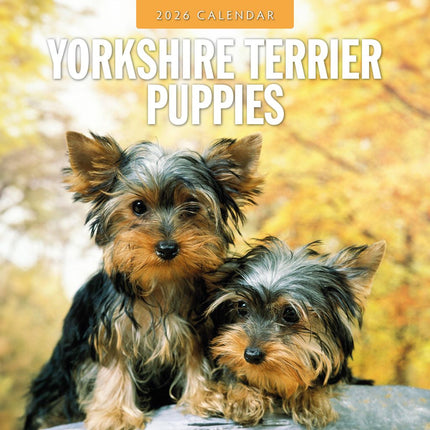 Red Robin Yorkshire Terrier Puppies Kalender 2026