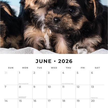Red Robin Yorkshire Terrier Puppies Kalender 2026