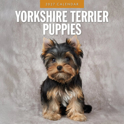 Red Robin Yorkshire Terrier Puppies Kalender 2027