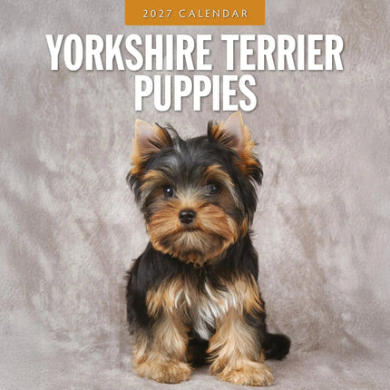 Red Robin Yorkshire Terrier Puppies Kalender 2027