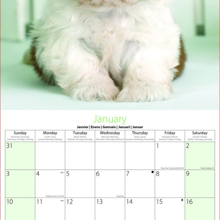 Tallon Animal Families, Cute & Fluffy Kalender 2027