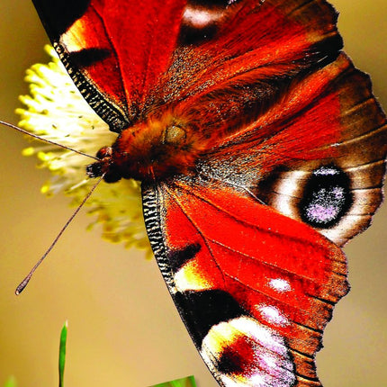 Tallon Bees & Butterflies Kalender 2027 Slimline