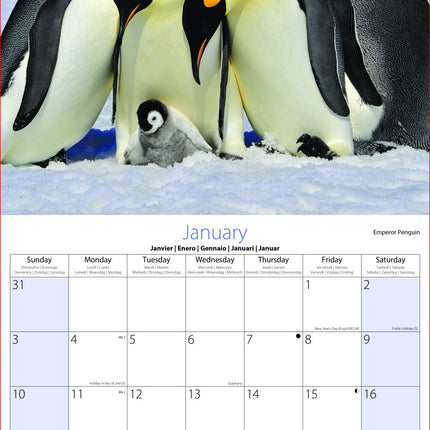 Tallon Big Cats, Animals & W Wildlife Kalender 2027