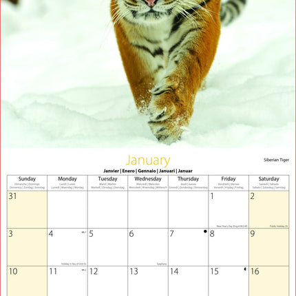 Tallon Big Cats, Animals & W Wildlife Kalender 2027