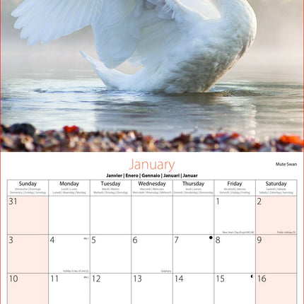 Tallon Birds & Wildlife Kalender 2027