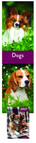 Chien