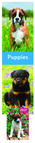 Chiots