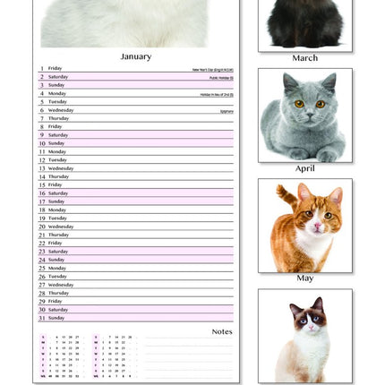 Tallon Cats & Kittens Kalender 2027 Slimline