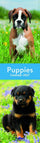 Puppies