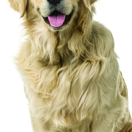 Tallon Dogs and Puppies Kalender 2027 Slimline