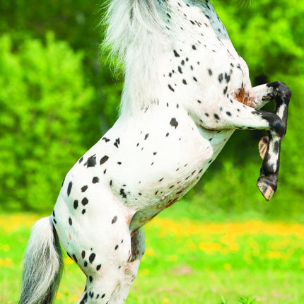 Tallon Donkey, Foal, Horse, Pony Kalender 2027 Slimline