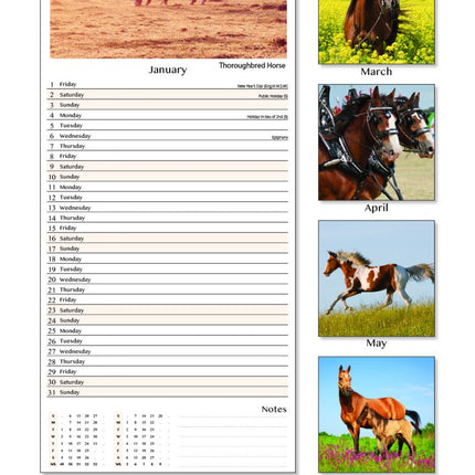 Tallon Donkey, Foal, Horse, Pony Kalender 2027 Slimline