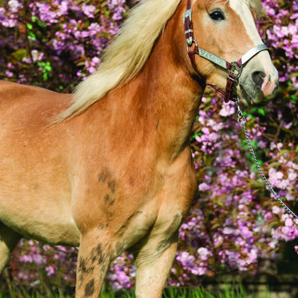 Tallon Donkey, Foal, Horse, Pony Kalender 2027 Slimline