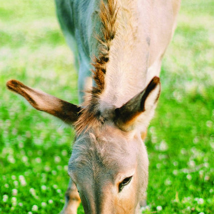 Tallon Donkey, Foal, Horse, Pony Kalender 2027 Slimline