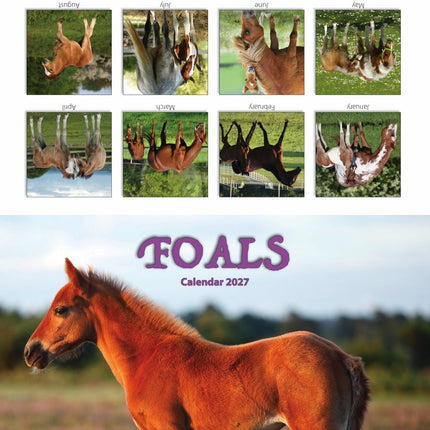 Tallon Donkeys, Horses & Foals Kalender 2027