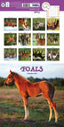 Foals