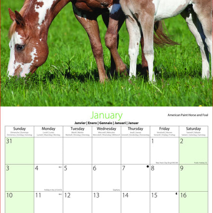 Tallon Donkeys, Horses & Foals Kalender 2027
