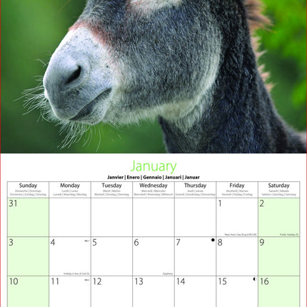 Tallon Donkeys, Horses & Foals Kalender 2027