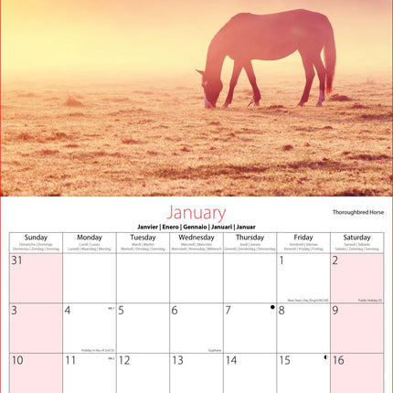 Tallon Donkeys, Horses & Foals Kalender 2027
