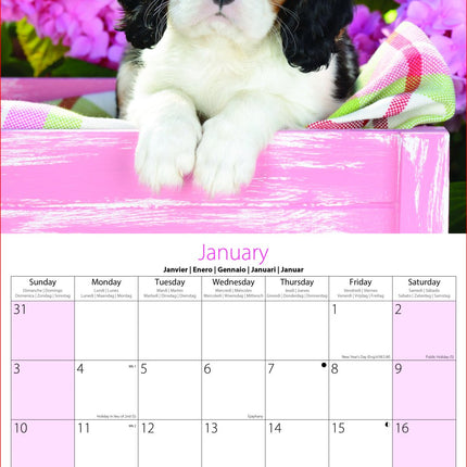 Tallon Kittens and Puppies Kalender 2027
