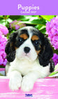 Puppies