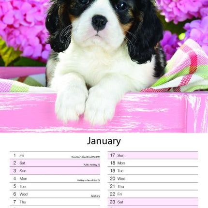 Tallon Kittens & Puppies Midi Kalender 2027