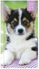 Puppy Groen