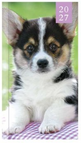 Green Puppy