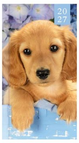 Blue Puppy