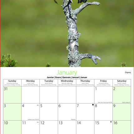 Tallon Wildlife, Birds, Sealife Kalender 2027