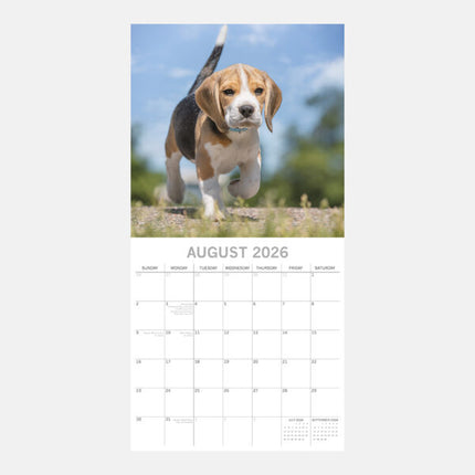 The Gifted Stationary Beagle Kalender 2026