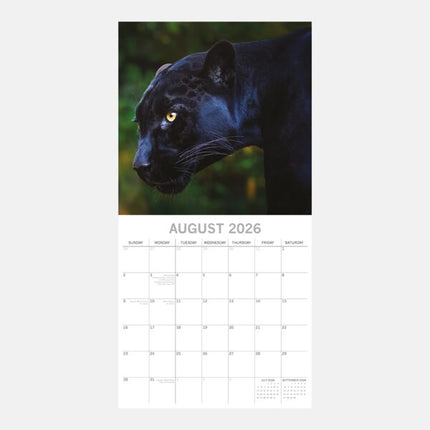 The Gifted Stationary Big Cats Kalender 2026