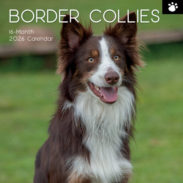 The Gifted Stationary Border Collie Kalender 2026