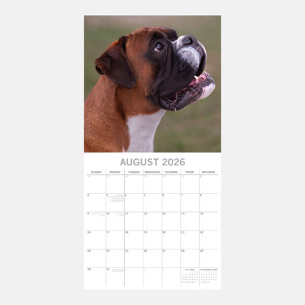 The Gifted Stationary Boxer Kalender 2026