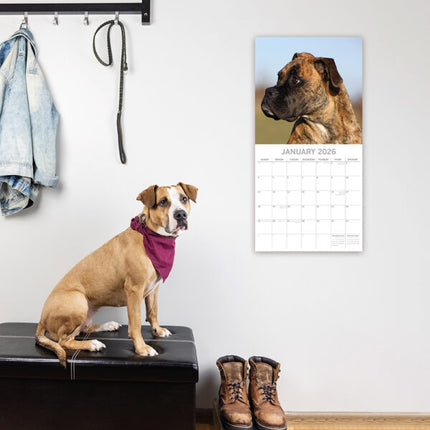 The Gifted Stationary Boxer Kalender 2026
