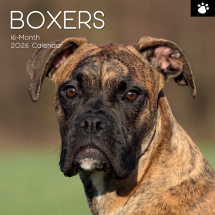 The Gifted Stationary Boxer Kalender 2026