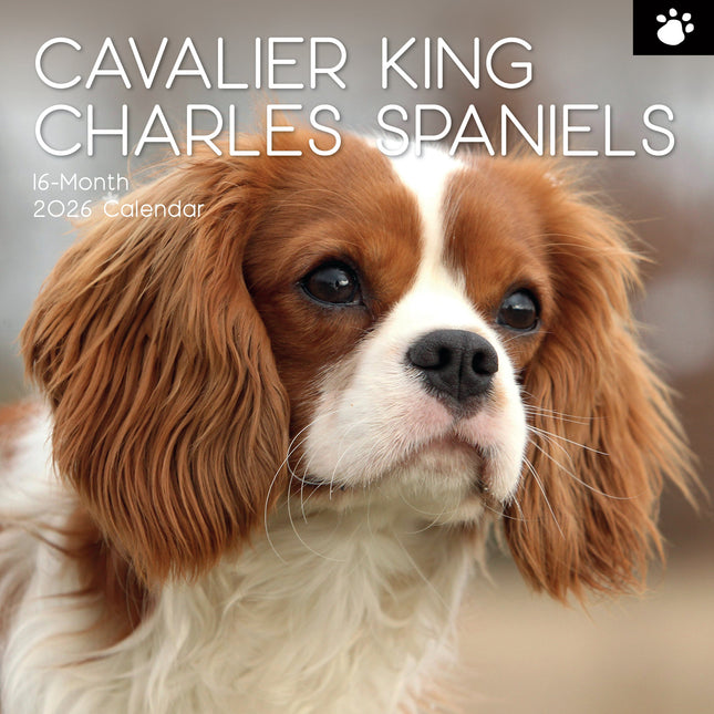 The Gifted Stationary Cavalier King Charles Spaniel Kalender 2026