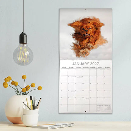 The Gifted Stationary Cavalier King Charles Spaniel Kalender 2027