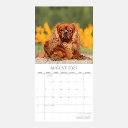 The Gifted Stationary Cavalier King Charles Spaniel Kalender 2027
