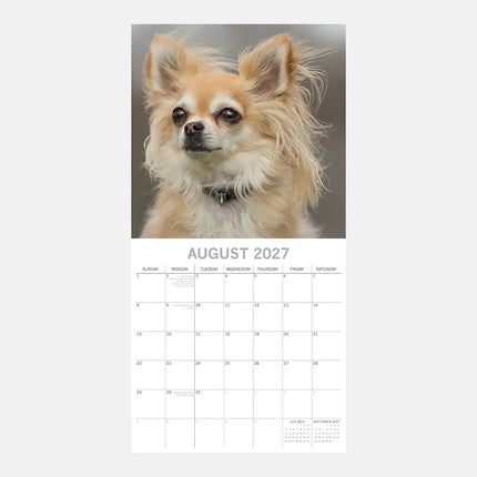 The Gifted Stationary Chihuahua Kalender 2027