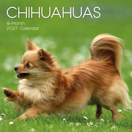 The Gifted Stationary Chihuahua Kalender 2027