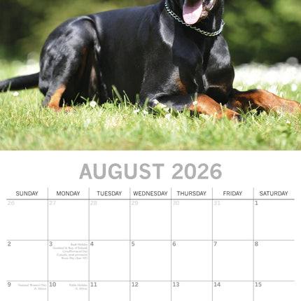 The Gifted Stationary Dobermann Kalender 2026