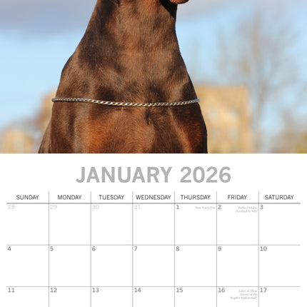 The Gifted Stationary Dobermann Kalender 2026