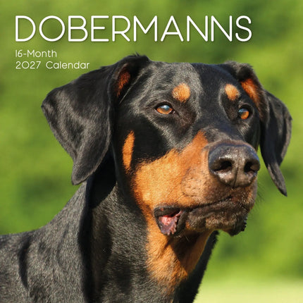 The Gifted Stationary Dobermann Kalender 2027
