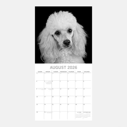 The Gifted Stationary Dog Portraits Kalender 2026