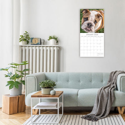 The Gifted Stationary Engelse Bulldog Kalender 2026