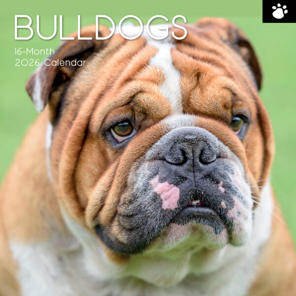 The Gifted Stationary Engelse Bulldog Kalender 2026